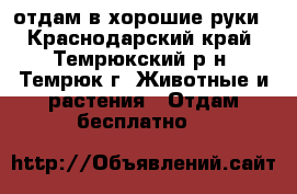 отдам в хорошие руки - Краснодарский край, Темрюкский р-н, Темрюк г. Животные и растения » Отдам бесплатно   